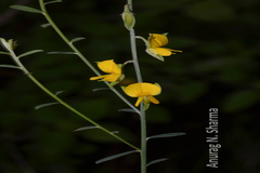Crotalaria albida